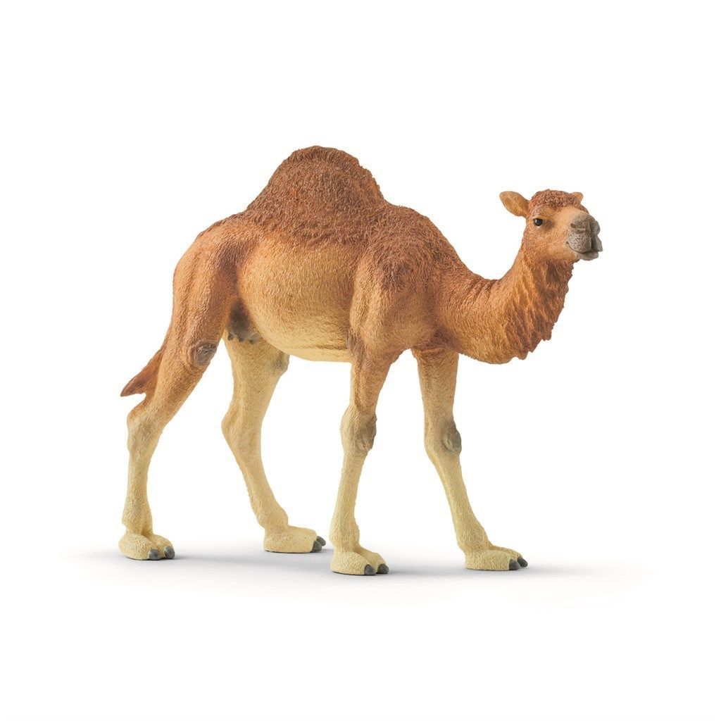 Schleich Dromedar